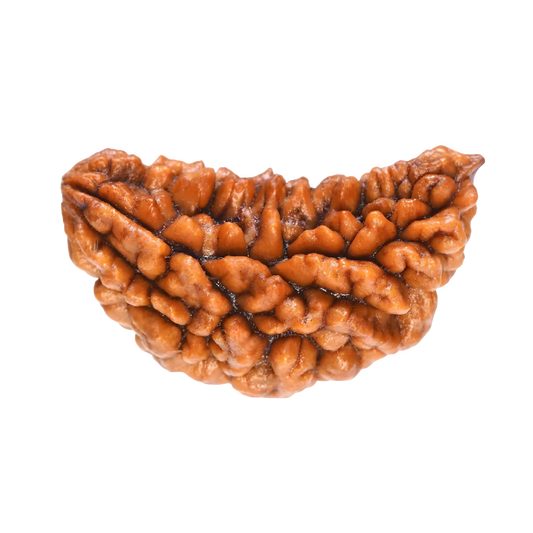 Discover the Differences Between Ek Mukhi, 2 Mukhi, and 5 Mukhi Rudrakshas