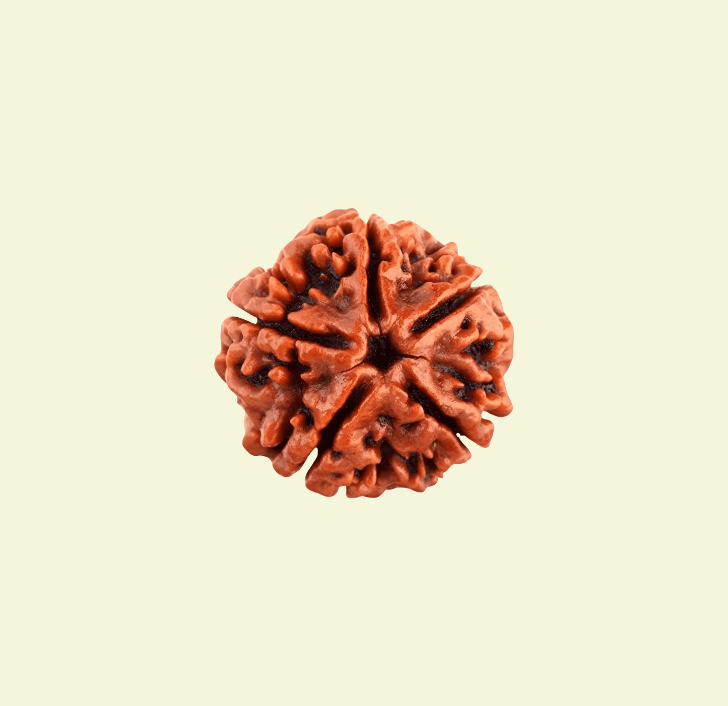 Panch Mukhi (5 Faced) Radraksha
