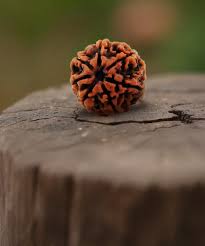 Panch Mukhi (5 Faced) Radraksha